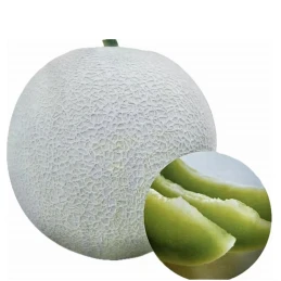 Semillas de Meln de Cscara Plateada y Pulpa Verde ME-8852