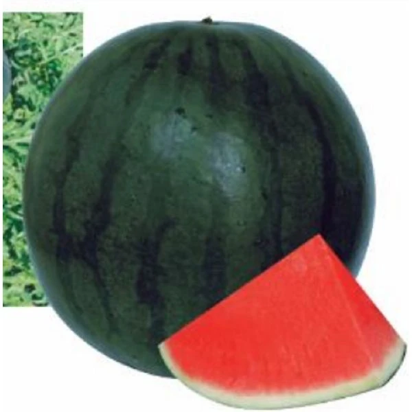 product-600-600 product-600-600