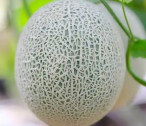 Semillas De Melón De Cáscara Plateada Y Pulpa Verde ME-885