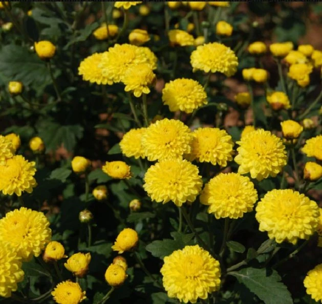 Vegmo Snowball Chamomile Seeds (Matricaria 'Vegmo Snowball') Aromatic Flower Seeds (M15301) 2