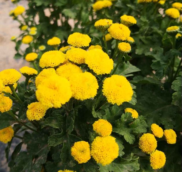 بذور البابونج فيجمو سنوبول (ماتريكاريا 'فيجمو سنوبول') بذور الزهور العطرية (M15301)